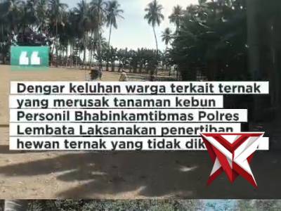Bhabinkamtibmas Polres Lembata Laksanakan penertiban hewan ternak  yang tidak dikandangi.