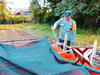 Ketahanan pangan kolam ikan lele