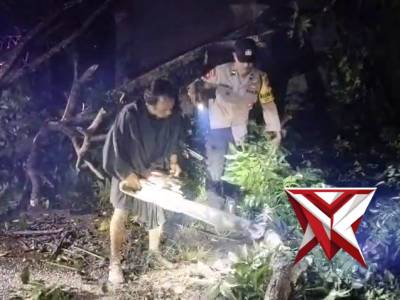 Anggota polsek pasirian melaksanakan evakuasi pohon tumbang