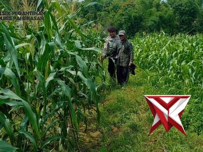 Ketahanan pangan nasional Polsek pegantenan