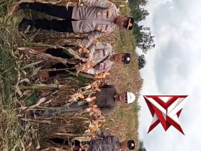 Giat panen jagung kuartal 4