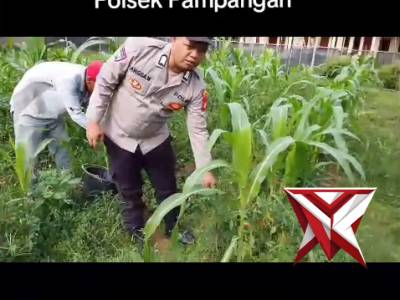 Ketahanan pangan Polsek pampangan - PoliceTube