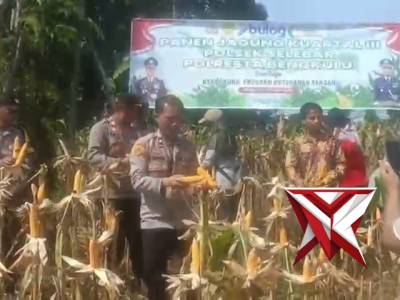 Polsek Selebar Panen Jagung Kuartal III Dukung Ketahanan Pangan Nasional