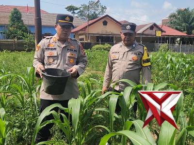 PERAWATAN KEBUN JAGUNG - PoliceTube