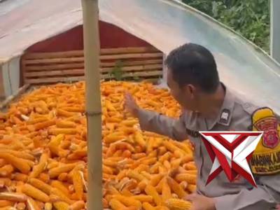 Panen Raya Jagung - PoliceTube