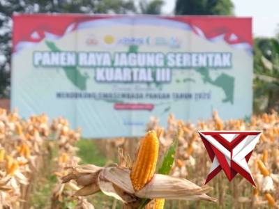 Panen Raya Jagung Kuartal III