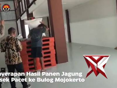 Penyerapan hasil panen jagung