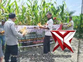 panen jagung pipil di kecamatan teluk mega polsek tanah putih