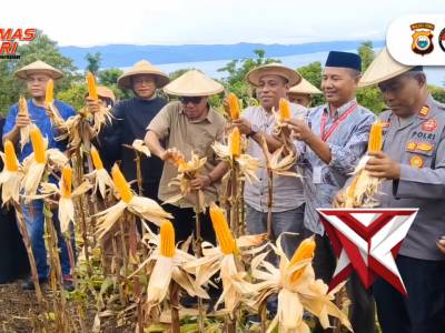 KASAT BINMAS POLRESTA TIDORE
Hadiri Panen Raya Jagung Pipil Di Kelurahan Gurabati
