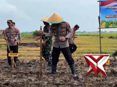 Penanaman Jagung Serentak Kuartal I