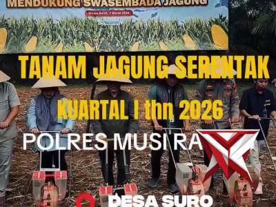 Tanam jagung serentak