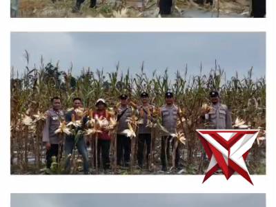 GIAT PANEN RAYA JAGUNG KWARTAL II DI DESA BATU BETUMPANG PULAU BESAR