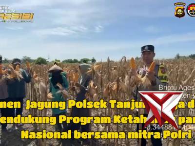 Panen Jagung program ketahanan pangan nasional Polsek Tanjung Raja