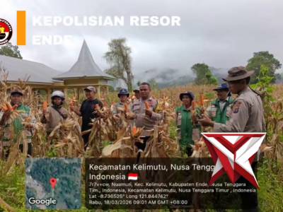 Wujudkan NTT Lumbung Jagung Nasional, Polsek Wolowaru Kawal Panen Raya Jagung 110 Ton