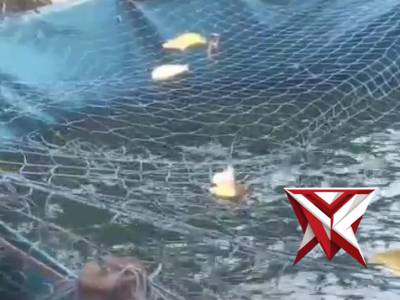 Pemeliharaan ikan patin polsek rantau alai