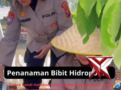 Penanaman Bibit Hidroponik