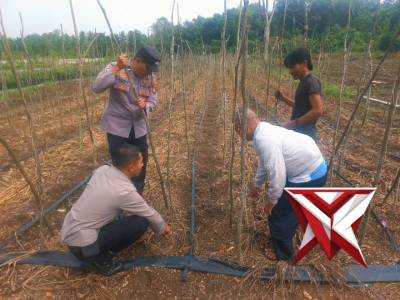 Penanaman jagung - PoliceTube
