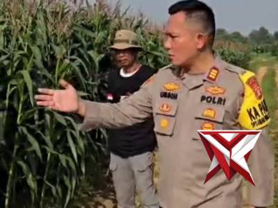 Kapolres Metro Bekasi Tinjau Perkembangan Lahan Jagung Program Ketahanan Pangan Polda Metro Jaya di