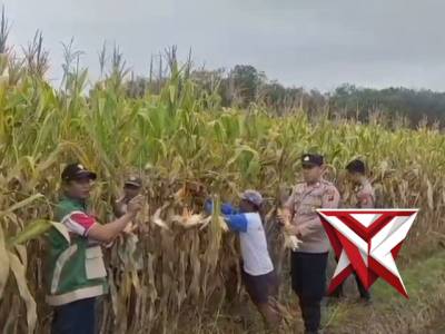 Unit Binmas Polsek Purwodadi Musi Rawas Cek Lahan Jagung Ketapang - PoliceTube