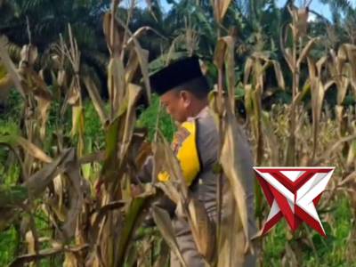 Penen Jagung Penanaman Kwartal IV Tahun 2025
