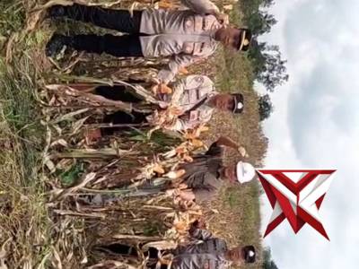 Giat panen jagung kuartal 4