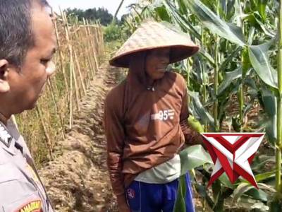 GIAT KETAHANAN PANGAN DI DESA SURYA KANTA KEC. WANARAYA