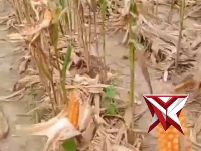 Panen Raya Jagung Serentak Kuartal III Tahun 2025
