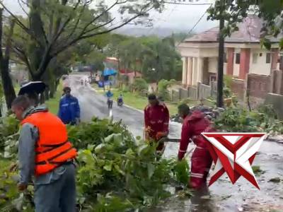 Patroli Ditsamapta Polda Maluku Bantu Evakuasi Pohon Tumbang