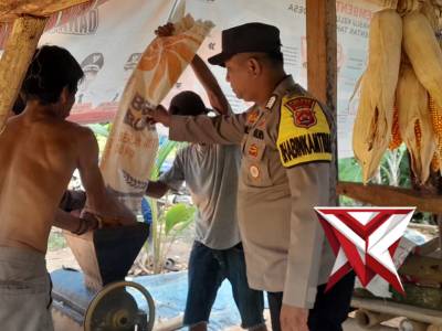Panen Jagung Bersama Kapolsek Picung Polres Pandeglang sebagai Wujud Nyata Ketahanan Pangan di Kecam