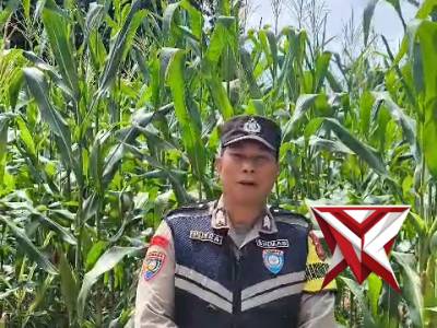Bhabinkamtibmas polsek simpang okus mengecek lahan ketahanan pangan jagung di desa binaan