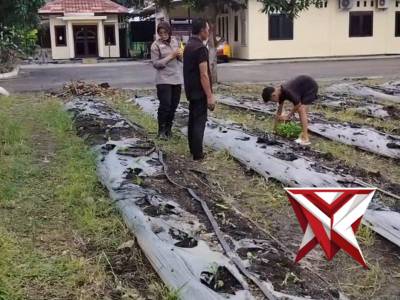 *Perkarangan Ber-Gizi Polsek Kampung Melayu-Terong Hibrida*