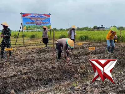 Penanaman Jagung Serentak Kuartal I