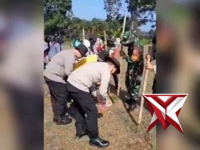 Penanaman jagung kuartal