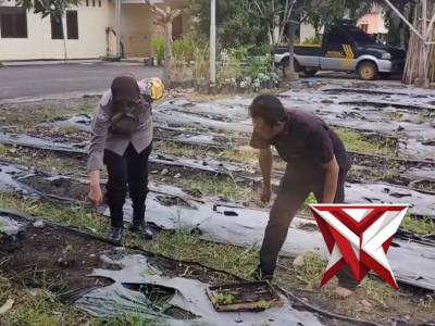 Sebagai Bhayangkara penggerak penggerak Ketahanan Pangan Bhabinkamtibmas aktiv mendampingi dan monit