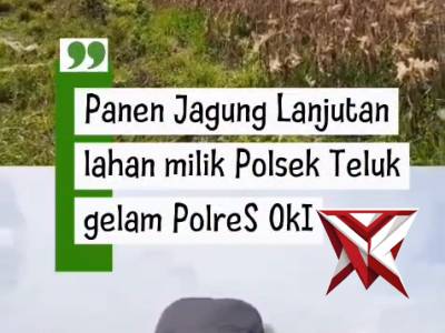 Panen Jgung Lahan Milik Polsek Teluk Gelam