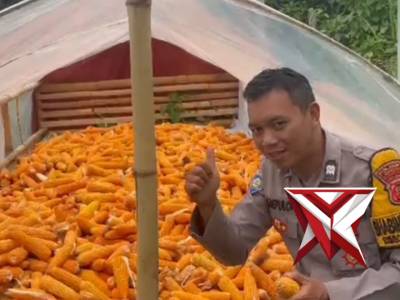 Bhabinkamtibmas Polsek Margahayu melaksanakan kegiatan panen jagung