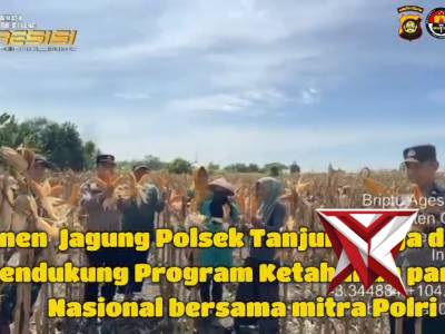 Panen Jagung Polsek Tanjung Raja - PoliceTube