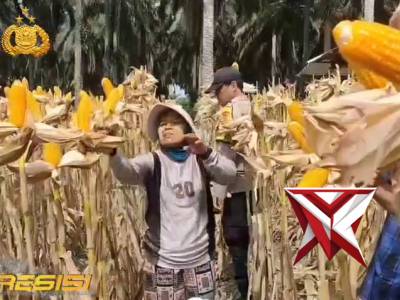 Panen Raya Jagung Serentak Kuartal I Polsek Bunut