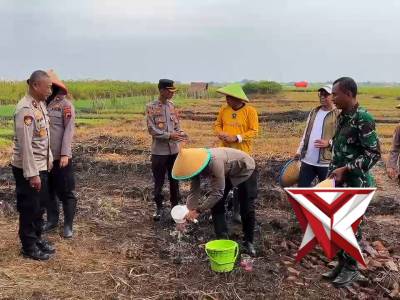 Penanaman Jagung Serentak Kuartal I