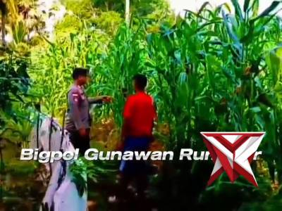 Bhabinkamtibmas polsek kisar memantau lahan jagung warga untuk mendukung program ketahanan Pangan - PoliceTube
