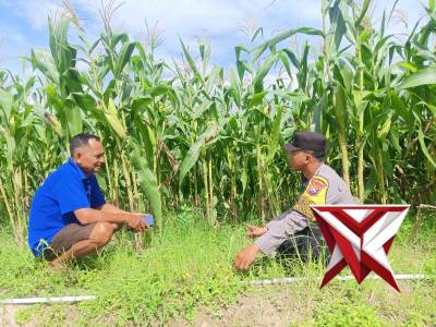 PENDAMPINGAN BHABINKAMTIBMAS POLSEK GONDANG KEPADA PETANI JAGUNG