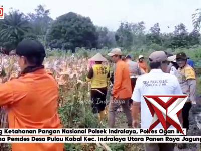 Polsek Indralaya Panen jagung pipil program ketahanan pangan. - PoliceTube