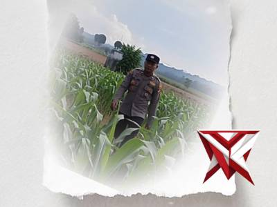 Pantau Perkembangan Pertumbuhan Tanaman Jagung