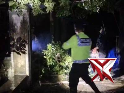Anggota polsek pasirian melakukan evakuasi pohon tumbang