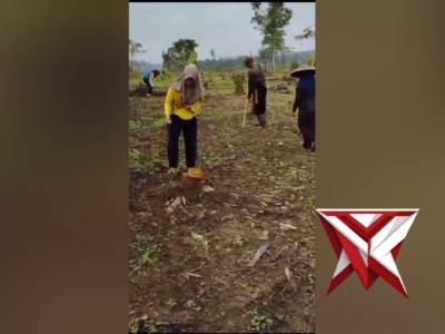 Giat Penanaman Jagung Polsek Cimarga  Di Desa Mekarjaya