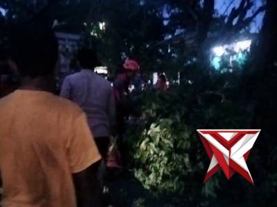 Evakuasi Pohon Tumbang