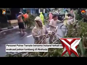 POLRES TERNATE SIGAP EVAKUASI POHON TUMBANG