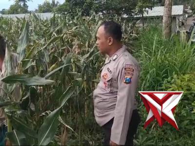 CEK LAHAN JAGUNG BIBIT DARI PEMBAGIAN POLSEK CURAHDAMI