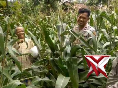 CEK LAHAN JAGUNG DEMI MENGHASILKAN PANEN YANG MEMUASKAN
