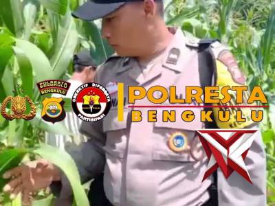 *Bhabinkamtibmas Kelurahan Semarang Pantau Perkembangan Jagung Kuartal I di Sungai Serut*